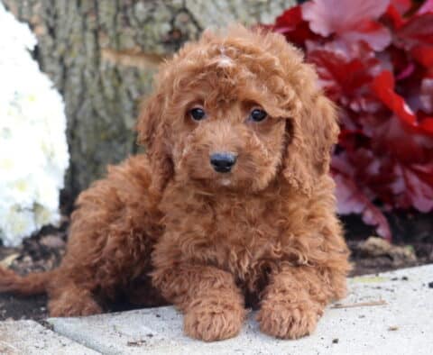 Adorable Irishdoodle puppy with a soft, curly reddish coat sitting on a stone path beside a tree trunk, surrounded by red and white flowers.