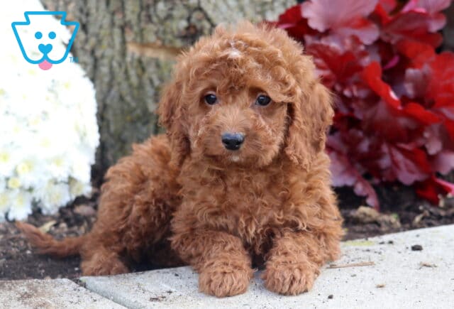 Adorable Irishdoodle puppy with a soft, curly reddish coat sitting on a stone path beside a tree trunk, surrounded by red and white flowers. image