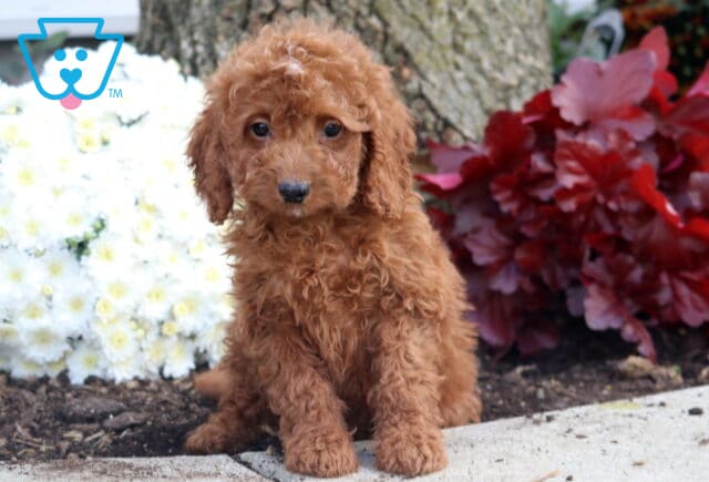 Sweet Irishdoodle puppy with curly red fur sitting on a stone edge in front of a tree, surrounded by bright white and red flowers. image