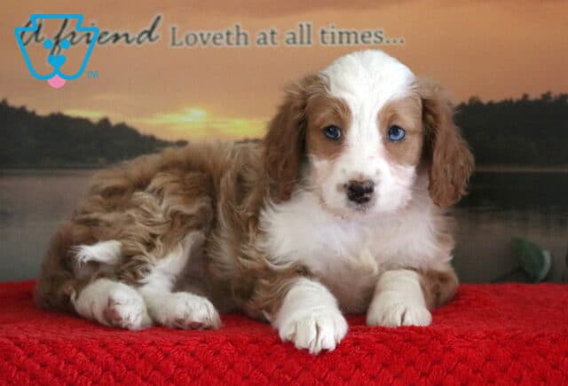 Sweetie Mini Bernedoodle image