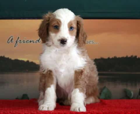 Sweetie Mini Bernedoodle2 Sweetie Mini Bernedoodle2