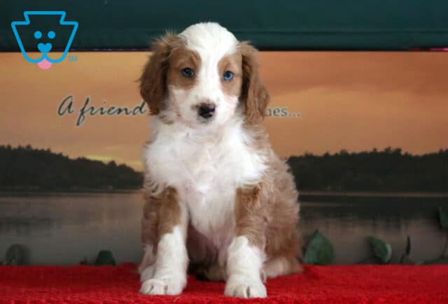 Sweetie Mini Bernedoodle2 image
