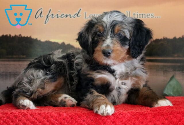 Swervo Mini Bernedoodle image