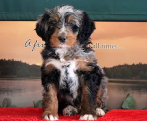 Swervo Mini Bernedoodle2 Swervo Mini Bernedoodle2
