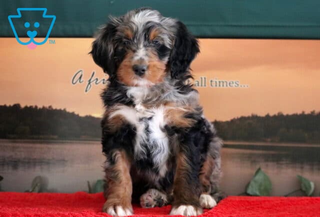 Swervo Mini Bernedoodle2 image