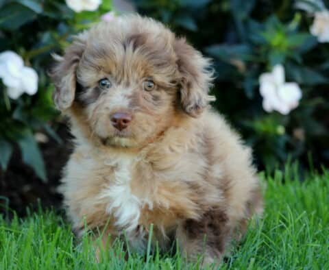 Tabby Mini Aussiedoodle