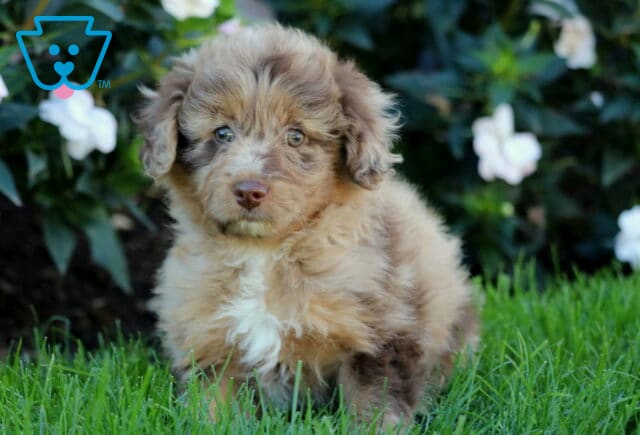 Tabby Mini Aussiedoodle image