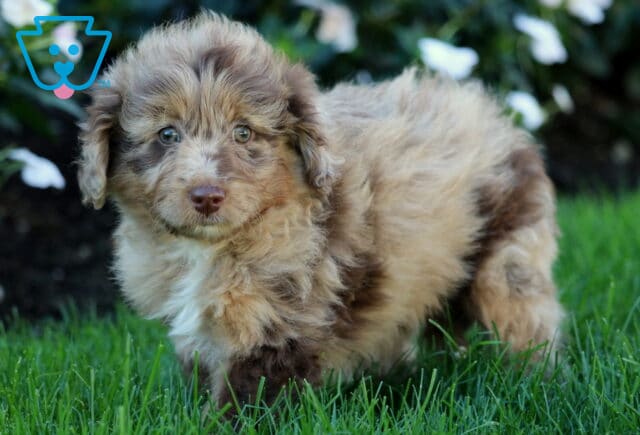 Tabby Mini Aussiedoodle2 image