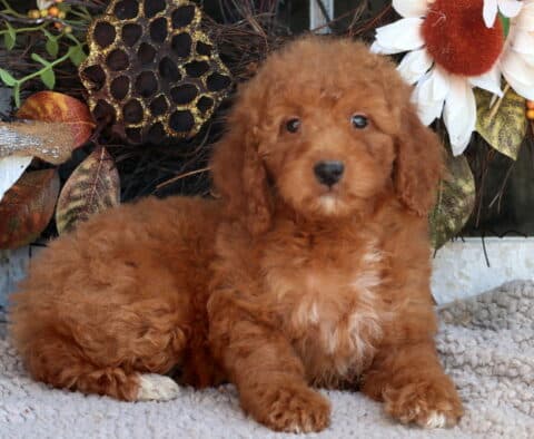 Tabby Mini Goldendoodle