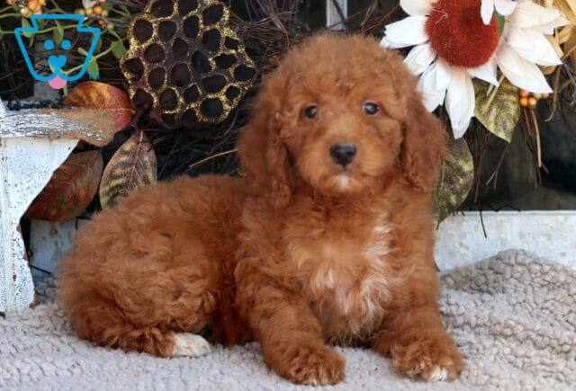 Tabby Mini Goldendoodle image