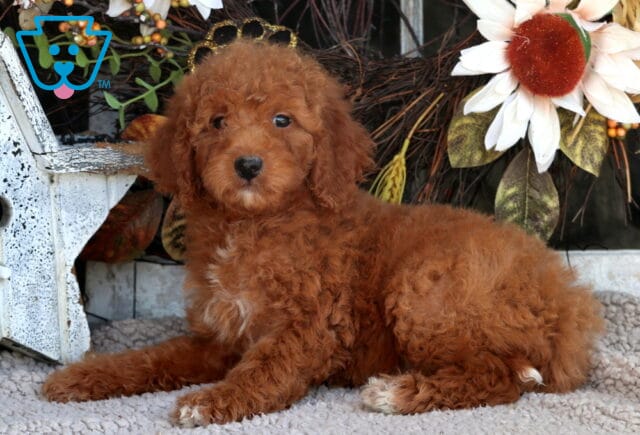 Tabby Mini Goldendoodle2 image
