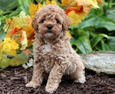 Curly apricot Mini Poodle puppy sitting on mulch with yellow and orange autumn leaves and green plants in the background.