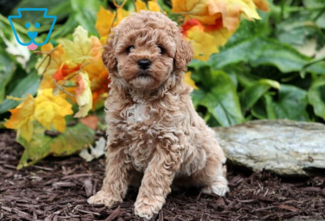 Curly apricot Mini Poodle puppy sitting on mulch with yellow and orange autumn leaves and green plants in the background. image