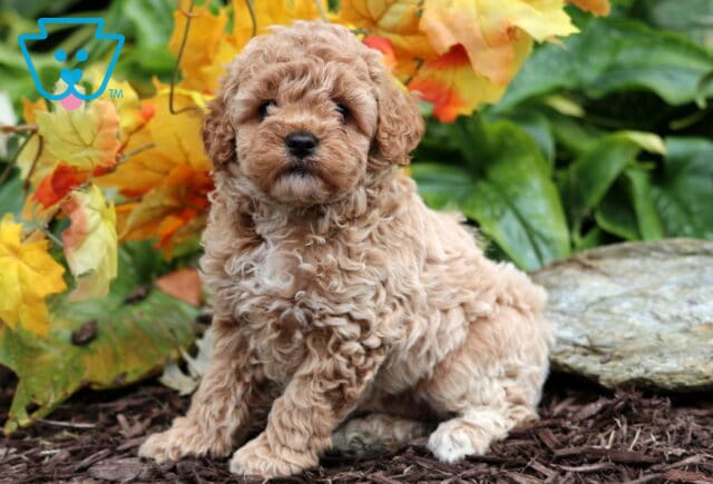 Fluffy apricot Mini Poodle puppy sitting on mulch in front of colorful fall leaves and green plants, looking sweetly at the camera. image