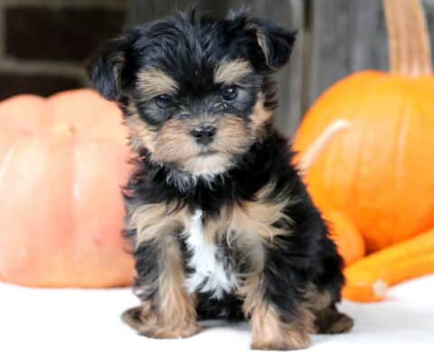 Tabby Shorkie