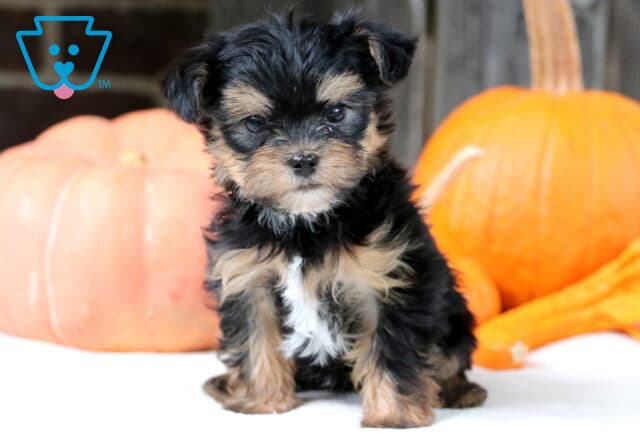 Tiny black and tan Shorkie puppy with a white chest sitting in front of pumpkins, looking sweet and curious with a soft expression. image