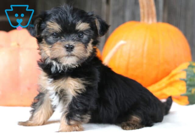 Tiny black and tan Shorkie puppy with a fluffy coat and white chest sitting in front of pumpkins, looking alert and adorable. image