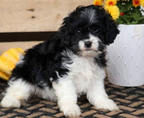 Taffy Cavapoo Taffy Cavapoo