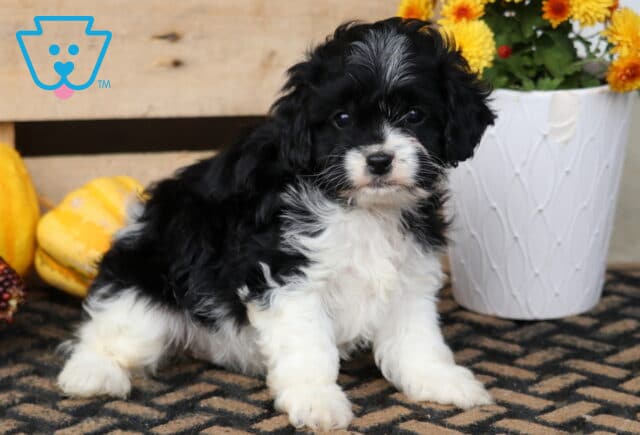 Taffy Cavapoo image
