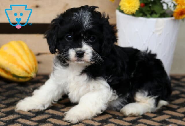 Taffy Cavapoo2 image