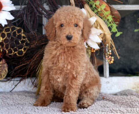 Tango Mini Goldendoodle