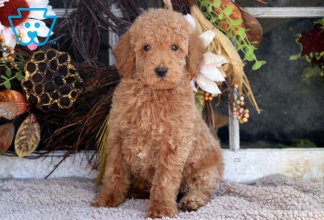 Tango Mini Goldendoodle image