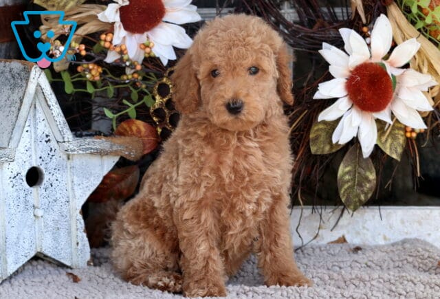 Tango Mini Goldendoodle2 image