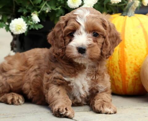 Tank Cockapoo2