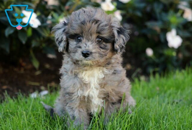 Tank Mini Aussiedoodle image