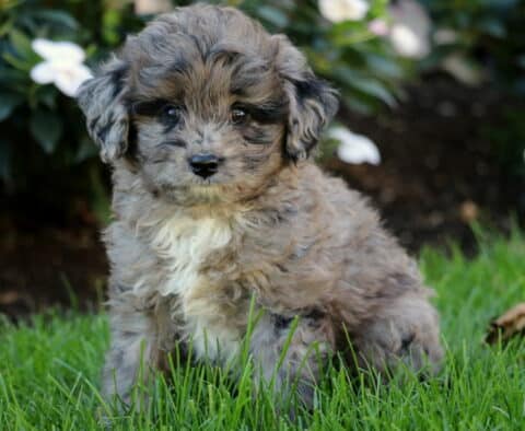 Tank Mini Aussiedoodle2