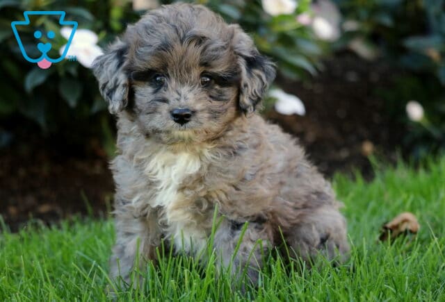 Tank Mini Aussiedoodle2 image
