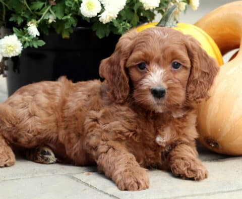 Taurus Cockapoo