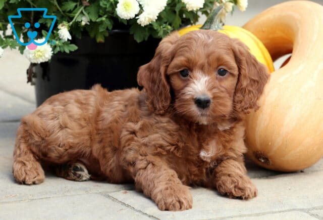 Fluffy Cockapoo puppy with a reddish-brown coat and small white patch on the chest lying on stone near pumpkins and flowers. image