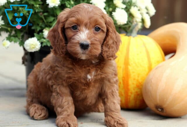 Sweet Cockapoo puppy with a curly reddish-brown coat and small white markings sitting beside pumpkins and white flowers. image
