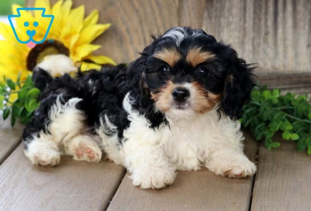 Adorable tricolor Cavachon puppy with black, white, and tan markings lying on a wooden deck, gazing forward with a sunflower and greenery behind it. image
