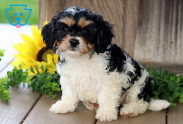 Sweet tricolor Cavachon puppy with black, white, and tan markings sitting on a wooden deck, looking at the camera with a sunflower and greenery beside it image