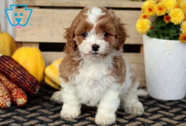 Teddy Cavapoo image