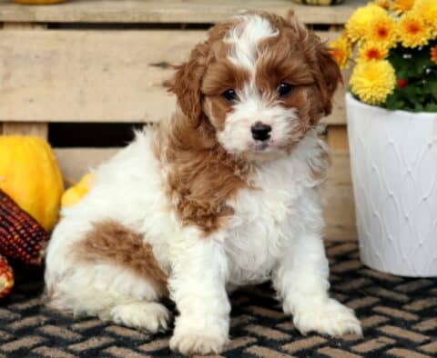 Teddy Cavapoo2 Teddy Cavapoo2