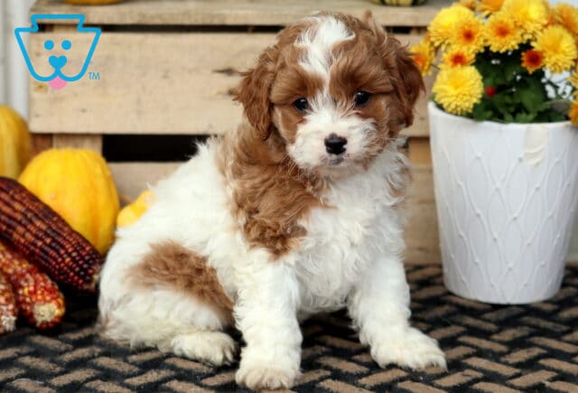 Teddy Cavapoo2 image