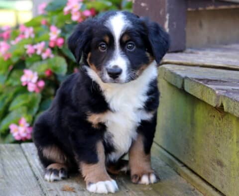 Teddy Mini Australian Shepherd