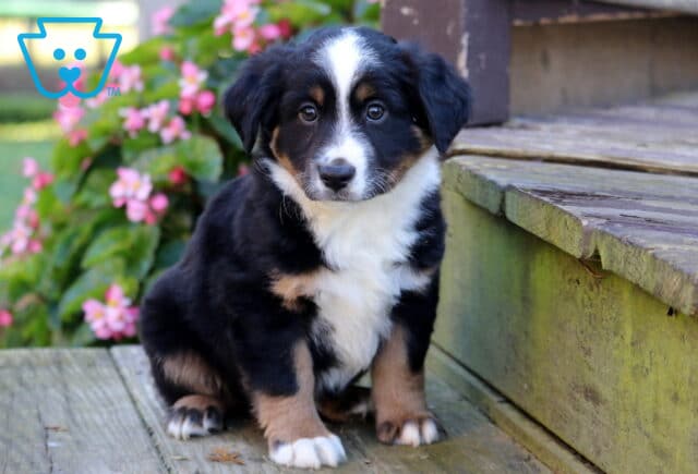 Teddy Mini Australian Shepherd image