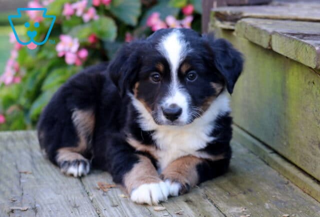 Teddy Mini Australian Shepherd2 image