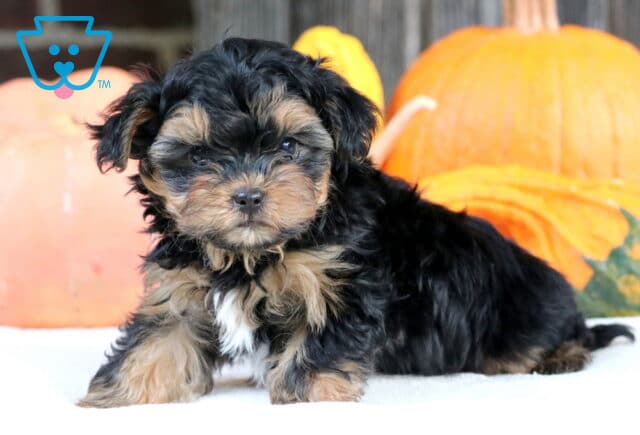 Adorable Shorkie puppy with soft black and tan fur lying in front of bright orange pumpkins, looking at the camera with a gentle, curious expression. image