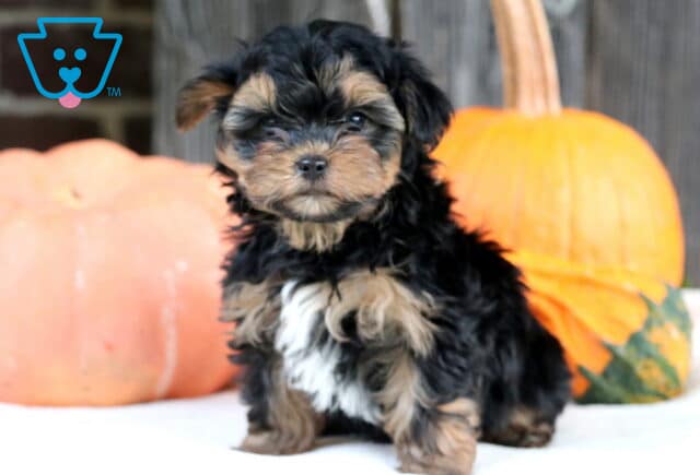 Tiny Shorkie puppy with fluffy black and tan fur and a white chest sitting in front of pumpkins, giving a curious and confident look. image