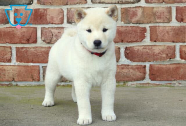 Cream-colored Shiba Inu puppy with a red collar standing alert on a concrete surface in front of a brick wall. image