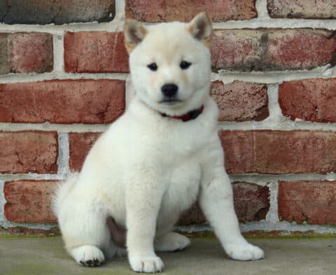 Fluffy cream Shiba Inu puppy wearing a red collar, sitting calmly on concrete with a brick wall backdrop.