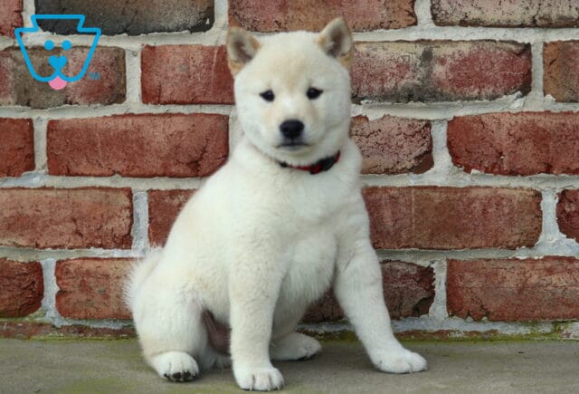 Fluffy cream Shiba Inu puppy wearing a red collar, sitting calmly on concrete with a brick wall backdrop. image