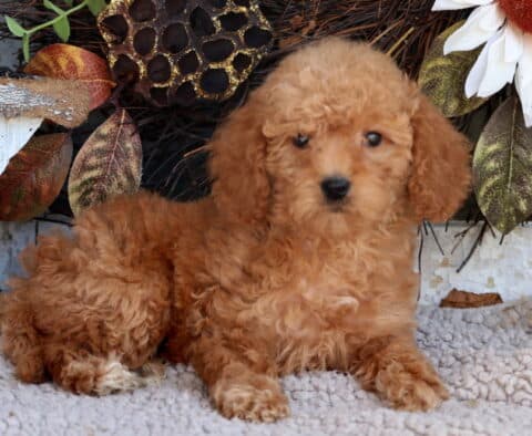 Tee Mini Goldendoodle