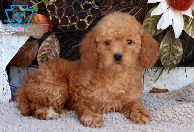 Tee Mini Goldendoodle image