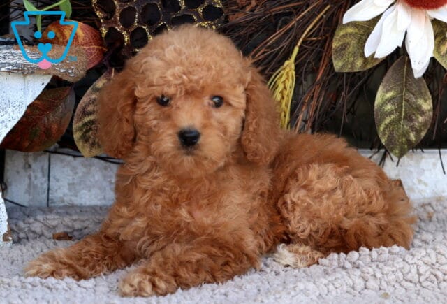 Tee Mini Goldendoodle2 image